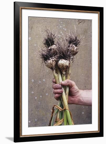 Organic Serpent Garlic-Maxine Adcock-Framed Photographic Print