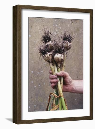 Organic Serpent Garlic-Maxine Adcock-Framed Photographic Print