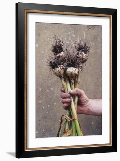 Organic Serpent Garlic-Maxine Adcock-Framed Photographic Print