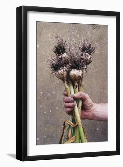 Organic Serpent Garlic-Maxine Adcock-Framed Photographic Print