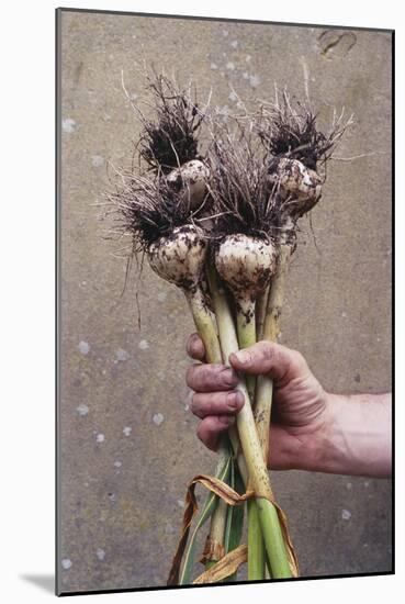 Organic Serpent Garlic-Maxine Adcock-Mounted Photographic Print