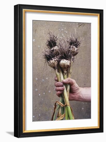 Organic Serpent Garlic-Maxine Adcock-Framed Photographic Print