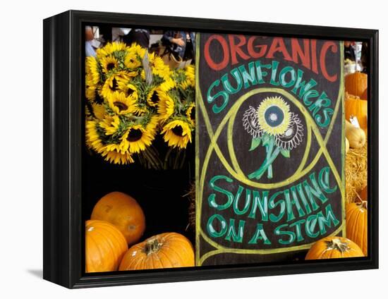 Organic Sunflowers and Pumpkins, Ferry Building Farmer's Market, San Francisco, California, USA-Inger Hogstrom-Framed Premier Image Canvas