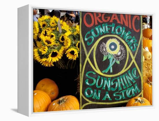 Organic Sunflowers and Pumpkins, Ferry Building Farmer's Market, San Francisco, California, USA-Inger Hogstrom-Framed Premier Image Canvas