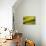 Organic, Sweet Corn-null-Photo displayed on a wall