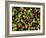 Organic Tomatoes and Basil Isolated-Christian Slanec-Framed Photographic Print