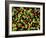 Organic Tomatoes and Basil Isolated-Christian Slanec-Framed Photographic Print