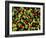 Organic Tomatoes and Basil Isolated-Christian Slanec-Framed Photographic Print