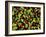 Organic Tomatoes and Basil Isolated-Christian Slanec-Framed Photographic Print