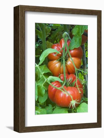 Organic Tomatoes on the Plant-Nico Tondini-Framed Photographic Print