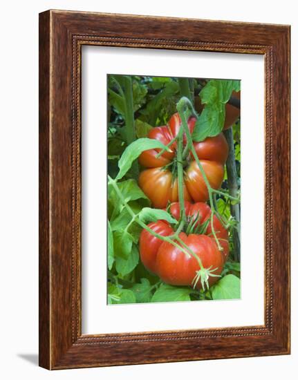 Organic Tomatoes on the Plant-Nico Tondini-Framed Photographic Print