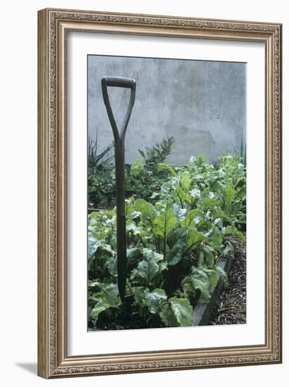 Organic Vegetable Garden-Maxine Adcock-Framed Photographic Print