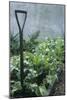 Organic Vegetable Garden-Maxine Adcock-Mounted Photographic Print