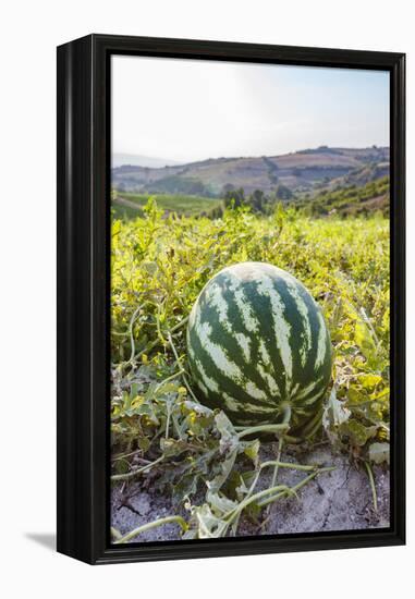 Organic watermelon farm, Marmara region, Turkey.-Ali Kabas-Framed Premier Image Canvas