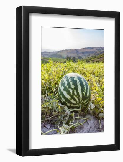 Organic watermelon farm, Marmara region, Turkey.-Ali Kabas-Framed Photographic Print