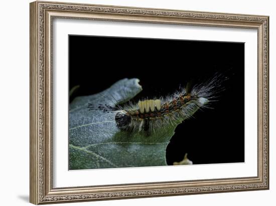 Orgyia Antiqua (Rusty Tussock Moth, Vapourer Moth) - Caterpillar-Paul Starosta-Framed Photographic Print