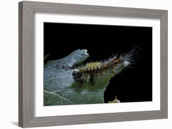 Orgyia Antiqua (Rusty Tussock Moth, Vapourer Moth) - Caterpillar-Paul Starosta-Framed Photographic Print