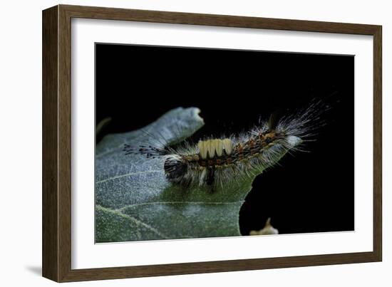 Orgyia Antiqua (Rusty Tussock Moth, Vapourer Moth) - Caterpillar-Paul Starosta-Framed Photographic Print