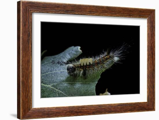 Orgyia Antiqua (Rusty Tussock Moth, Vapourer Moth) - Caterpillar-Paul Starosta-Framed Photographic Print