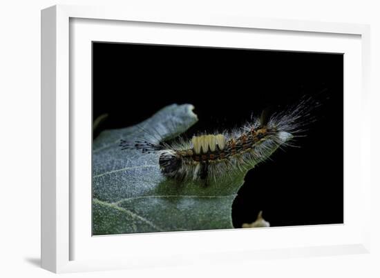 Orgyia Antiqua (Rusty Tussock Moth, Vapourer Moth) - Caterpillar-Paul Starosta-Framed Photographic Print