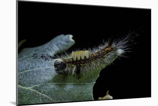 Orgyia Antiqua (Rusty Tussock Moth, Vapourer Moth) - Caterpillar-Paul Starosta-Mounted Photographic Print