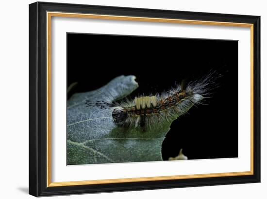 Orgyia Antiqua (Rusty Tussock Moth, Vapourer Moth) - Caterpillar-Paul Starosta-Framed Photographic Print