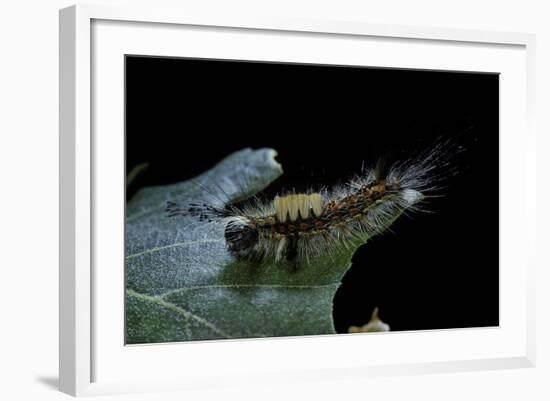 Orgyia Antiqua (Rusty Tussock Moth, Vapourer Moth) - Caterpillar-Paul Starosta-Framed Photographic Print