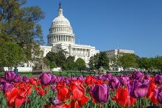 The Capitol with Colorful Tulips Foreground in Spring - Washington Dc, United States of America-Orhan-Photographic Print