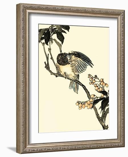 Oriental Bird on Branch V-Vision Studio-Framed Art Print