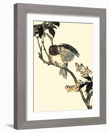 Oriental Bird on Branch V-Vision Studio-Framed Art Print