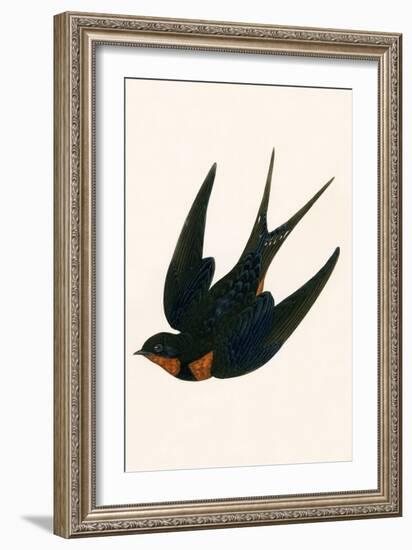 Oriental Chimney Swallow-English-Framed Giclee Print