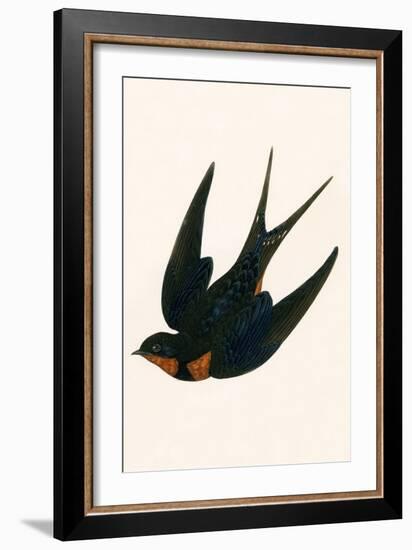 Oriental Chimney Swallow-English-Framed Giclee Print