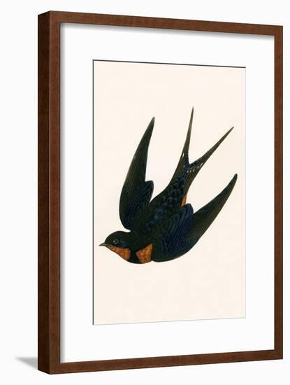 Oriental Chimney Swallow-English-Framed Giclee Print