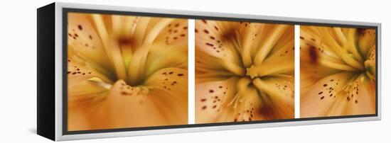 Oriental Lily Triptych-Anna Miller-Framed Premier Image Canvas