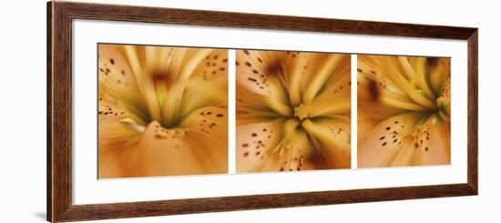 Oriental Lily Triptych-Anna Miller-Framed Photographic Print