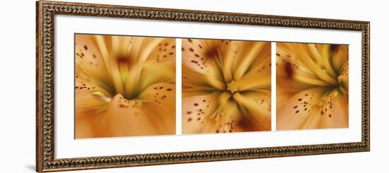 Oriental Lily Triptych-Anna Miller-Framed Photographic Print