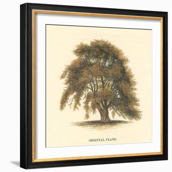 Oriental Plane-Samuel Williams-Framed Art Print