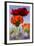 Oriental Poppy, Blossoms, Detail-Cisfo-Framed Photographic Print