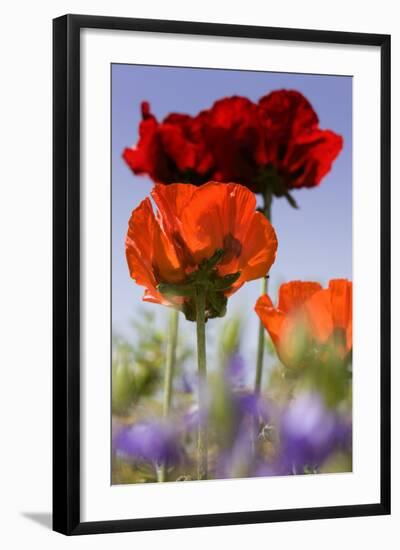 Oriental Poppy, Blossoms, Detail-Cisfo-Framed Photographic Print