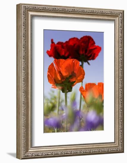 Oriental Poppy, Blossoms, Detail-Cisfo-Framed Photographic Print