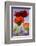 Oriental Poppy, Blossoms, Detail-Cisfo-Framed Photographic Print