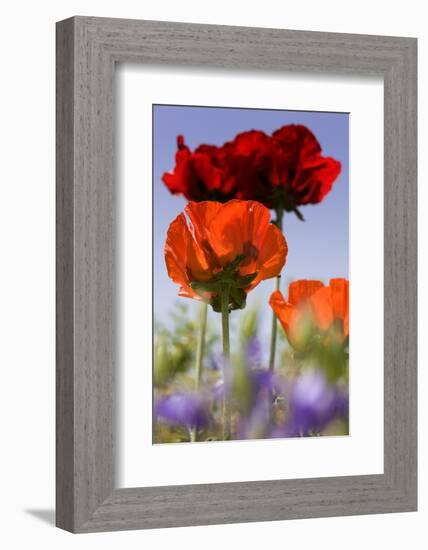 Oriental Poppy, Blossoms, Detail-Cisfo-Framed Photographic Print