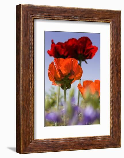 Oriental Poppy, Blossoms, Detail-Cisfo-Framed Photographic Print