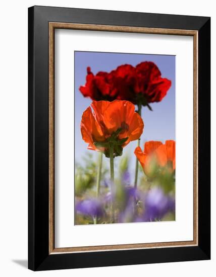 Oriental Poppy, Blossoms, Detail-Cisfo-Framed Photographic Print