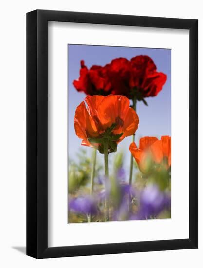 Oriental Poppy, Blossoms, Detail-Cisfo-Framed Photographic Print