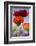 Oriental Poppy, Blossoms, Detail-Cisfo-Framed Photographic Print