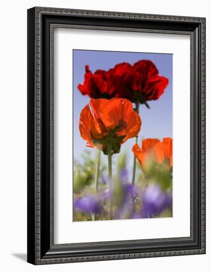 Oriental Poppy, Blossoms, Detail-Cisfo-Framed Photographic Print