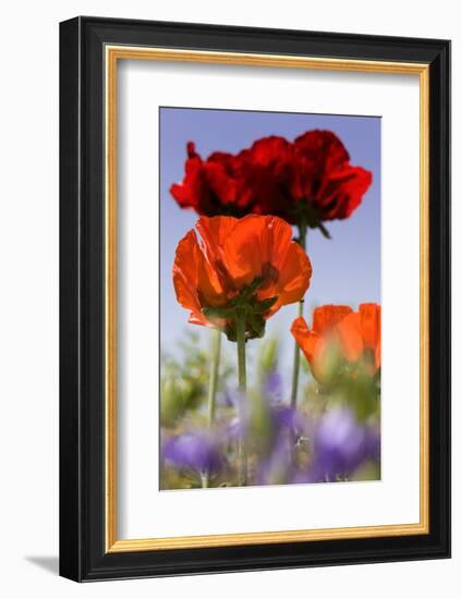 Oriental Poppy, Blossoms, Detail-Cisfo-Framed Photographic Print