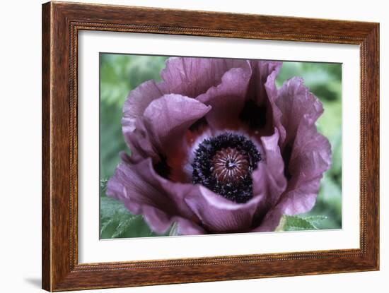 Oriental Poppy (Papaver Orientale)-Maxine Adcock-Framed Photographic Print