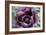 Oriental Poppy (Papaver Orientale)-Maxine Adcock-Framed Photographic Print